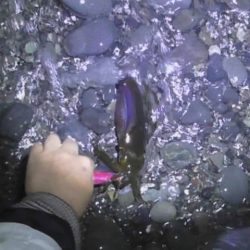 アオリイカ　釣れるけど小さいのばかり